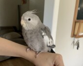 Photo de Mia avec son oiseau.  