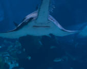 Photos prises par Emma Gingras lors d'un voyage à l'aquarium Ripley's.  