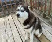 Skyler, le Husky Sibérien. &mdash; Photos : Ena-Kaireen Auguste-Primeau