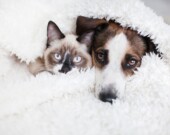   Photo: Shutterstock