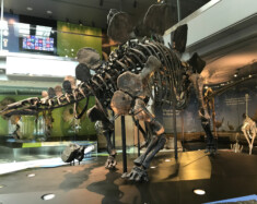 Los Angeles, année 2017 : Stégosaure. Squelettes de dinosaures à l’intérieur du musée d’histoire naturelle de Los Angeles. Os et fossiles d’animaux préhistoriques exposés. &mdash; Photo : Shutterstock