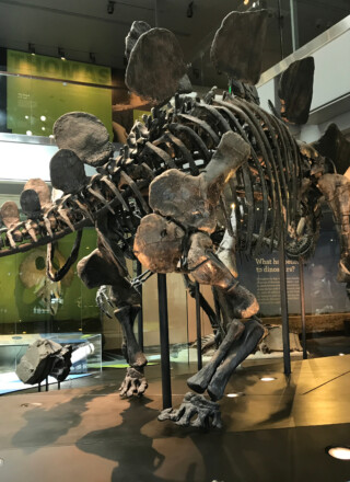 Los Angeles, année 2017 : Stégosaure. Squelettes de dinosaures à l’intérieur du musée d’histoire naturelle de Los Angeles. Os et fossiles d’animaux préhistoriques exposés. &mdash; Photo : Shutterstock