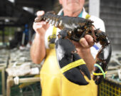 Le homard de la Nouvelle-Écosse est reconnu à l’échelle mondiale pour sa qualité supérieure. La Nouvelle-Écosse exporte 2,3 milliards de dollars en produits de la mer vers 80 pays, et le homard est le produit d’exportation à valeur la plus élevée. &mdash; Gracieuseté
