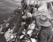 Ces pêcheurs travaillaient dur pour leurs prises quotidiennes. &mdash; Crédit : Nova Scotia Archives