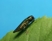 L’agrile du frêne au stade adulte. 
 &mdash; PHOTO - Ressources naturelles Canada