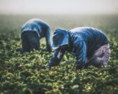 Parmi des travailleurs migrants consultés par le Centre canadien pour mettre fin à la traite des personnes, environ 60 % n’ont reçu aucune information sur leurs droits en matière de travail.  &mdash; PHOTO - Tim Mossholder, Unsplash
