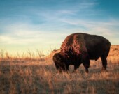 Le piétinement et le broutage du bison dans les prairies favorisent le renouvèlement de la végétation sauvage, la rétention d’eau et l’absorption du carbone dans le sol.  &mdash; PHOTO - Andrew Scharman – Pexels