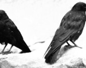   PHOTO : Rosenthal Charlotte - Unsplash
