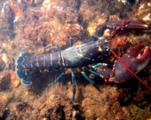 Le homard est un crustacé important pour l’industrie de la pêche néo-écossaise. 
 &mdash; PHOTO : wikipedia.org