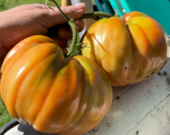 Des tomates Mennonite Orange. &mdash; PHOTOS : Lisa Doucette