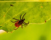 La taille d’une tique varie de 1-3 mm à 10 mm. 
 &mdash; PHOTO : Erik Karits - Unsplash