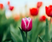 La tulipe est, depuis 2005, le symbole officiel de la Parkinson. 
 &mdash; PHOTO : Rodion Kutsaiev - Unsplash