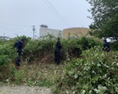 Des membres du conseil des espèces envahissantes en train d'enlever la mure de l'Himalaya, une plante envahissante qui a commencé à pousser dans certains endroits du sud-ouest de la Nouvelle-Écosse. Cette photo a été prise sur la rue Water, à Yarmouth. &mdash; PHOTO : Southwest Nova Biosphere Region Association