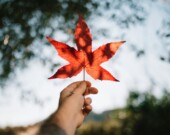   PHOTO : Silvestri Matteo - Unsplash