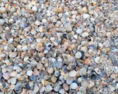 Coquillages en bord de plage.  &mdash; PHOTO: Ariane Gleize