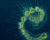 Le phytoplancton est à la base de la chaine alimentaire océanique. &mdash; PHOTO: NOAA - Unsplash