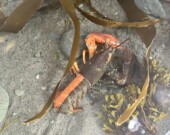 Bingo le homard, dont la couleur de coquille est assez rare.  &mdash; PHOTO: Jean-Philippe Giroux