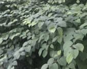 La renouée du Japon, l’une des plantes exotiques envahissantes qu’on trouve aujourd’hui en Nouvelle-Écosse et ailleurs au Canada.  &mdash; PHOTO: Ariane Gleize