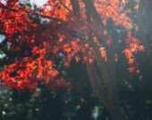   PHOTO: Jesse Gardner - Unsplash