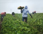 Des personnes qui travaillent dans un champ.  &mdash; PHOTO: Tim Mossholder - Unsplash, site officiel