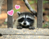Les ratons sont de plus en plus mignons! &mdash; Photo : fr0ggy5 – Unsplash