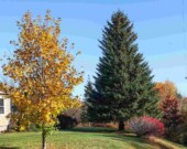 L’épinette blanche choisie dans le comté de Lunenburg.  &mdash; Photo: Tree for Boston, Nova Scotia Government