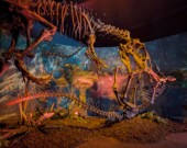 Affrontement entre un Allosaure prêt à croquer sa proie et un Ceratosaure tentant de se défendre. Cette reconstitution de scène de prédation se retrouve à l‘exposition Dinosaur Exploration 2 du Musée d‘histoire naturelle à Halifax. &mdash; PHOTO: Arthur Gandin