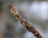 Frêne noir (Fraxinus nigra). &mdash; PHOTO: Rob Routkedge via Wikimedia Commons