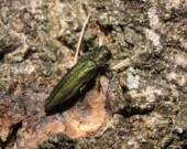 L'agrile du frene (Agrilus planipennis) au stade adulte.  &mdash; PHOTO: courtoisie - RNC. 