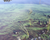 Une prolifération de microalgues bleu-vert planctoniques de densité moyenne près des rives d'un lac. &mdash; PHOTO: Gouvernement de la Nouvelle-Écosse