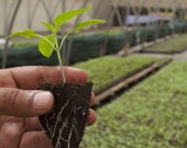 L'agriculture connaît un recul au Canada.  