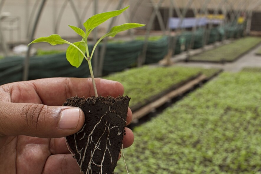 L'agriculture connaît un recul au Canada.  