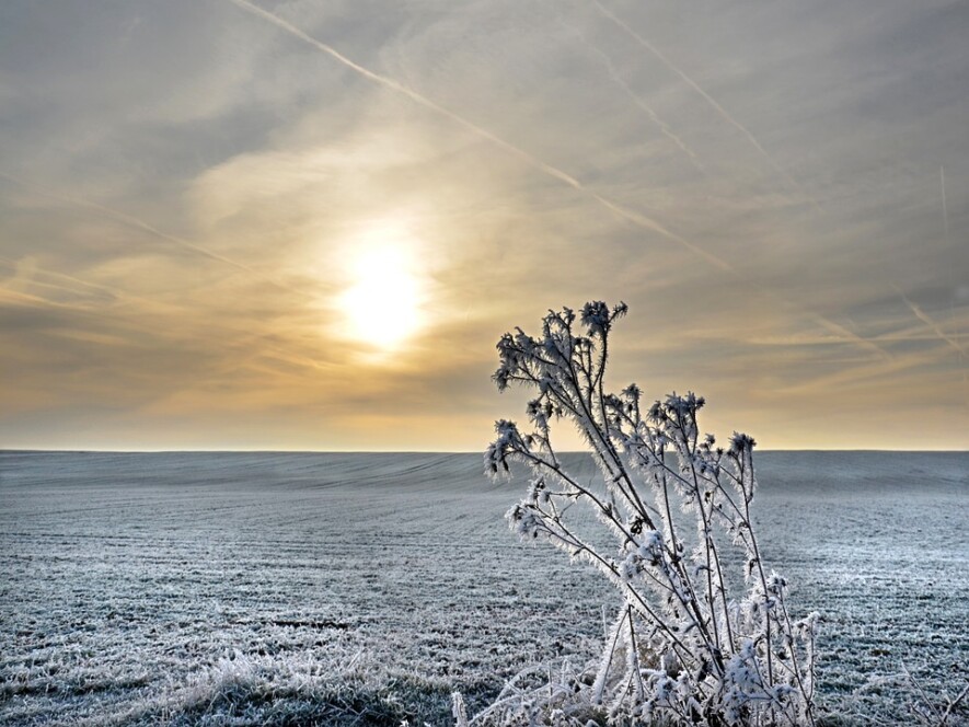 Un hiver trop doux peux endommager les plants et favoriser la survie des insectes ravageurs.  