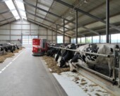 Les vaches canadiennes ne font pas couler que du lait; elles font aussi couler beaucoup d'encre ces temps-ci.  