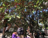 Actuellement, Hidden Harvest dispose de plus de 700 arbres enregistrés, mais manque de capacité pour tout récolter.  