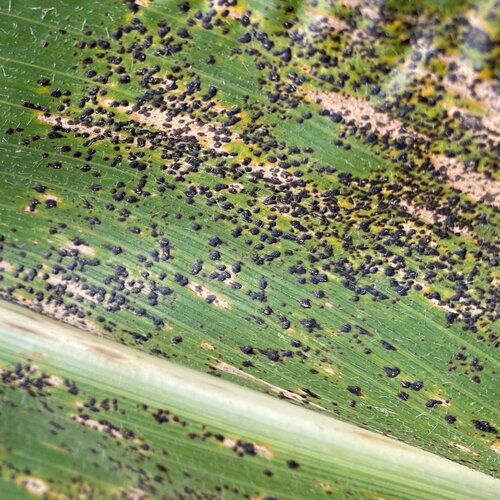 La tache goudronneuse est un type d'infection fongique qui nuit à la photosynthèse du plant de maïs.  