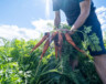 L'agriculture traditionnel arrive à un tournant, selon des chercheurs canadiens.  
