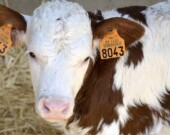 L'étiquetage des bovins est préférable au marquage traditionnel au fer rouge.  