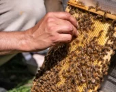 Capital Bees s'assure que ses abeilles ont accès à une variété de plantes pollinifères.  