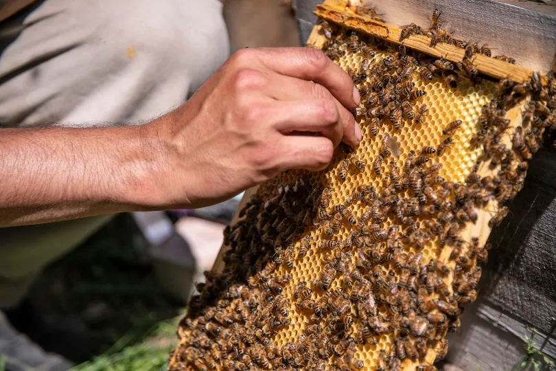 Capital Bees s'assure que ses abeilles ont accès à une variété de plantes pollinifères.  