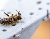 Sur l'île Manitoulin, les abeilles meurent par  centaines depuis deux ans.  