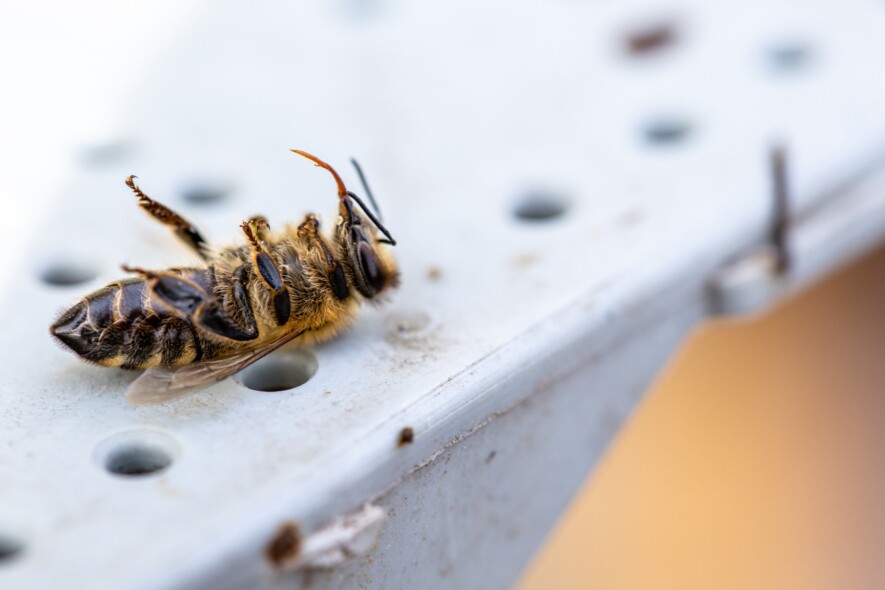 Sur l'île Manitoulin, les abeilles meurent par  centaines depuis deux ans.  