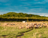Outre la production ovine, les terres argileuse du Nord de la province bénéficieront d'investissements du gouvernement de l'Ontario.  