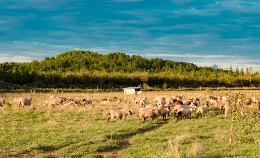 Outre la production ovine, les terres argileuse du Nord de la province bénéficieront d'investissements du gouvernement de l'Ontario.  