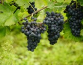 L'élargissement des catégories de raisins accueillis dans l'appellation VQA ne change pas grand chose pour les producteurs artisans ontariens.  