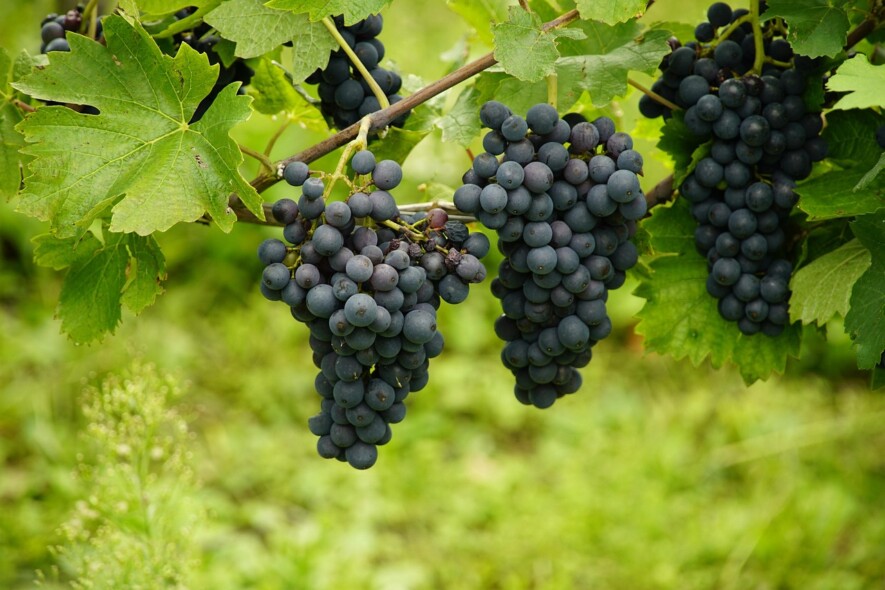 L'élargissement des catégories de raisins accueillis dans l'appellation VQA ne change pas grand chose pour les producteurs artisans ontariens.  