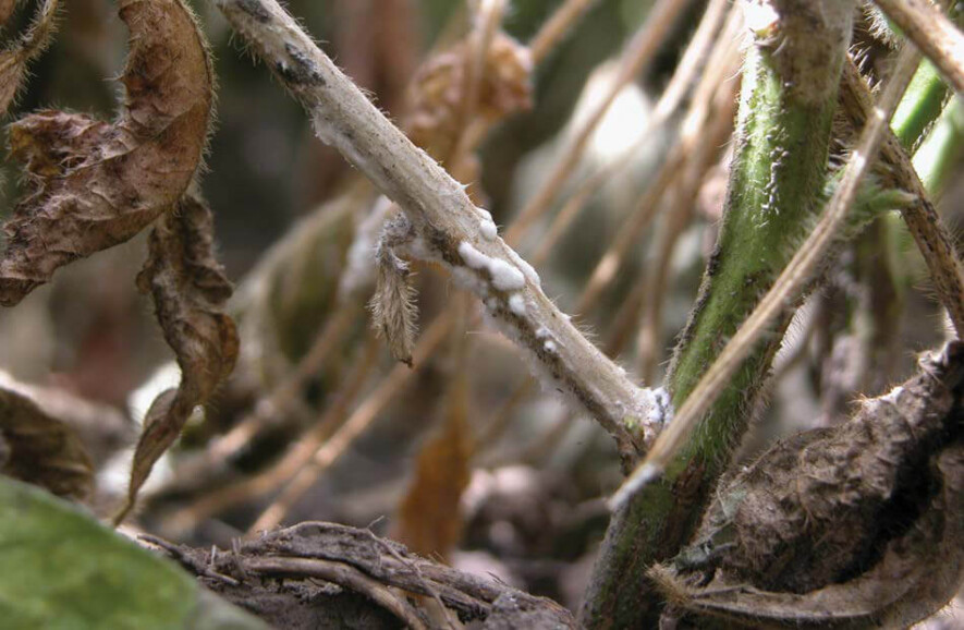 La moisissure blanche du soya est sur le point de faire son apparition dans l'Est ontarien.  