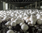 Si les ventes poussaient comme des champignons en 2024, ce n'est plus le cas en 2025.  