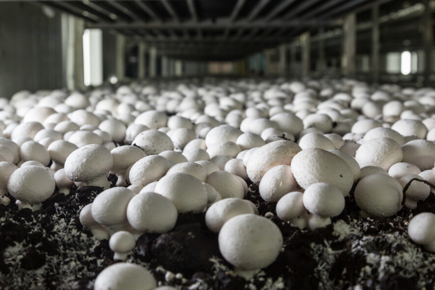 Si les ventes poussaient comme des champignons en 2024, ce n'est plus le cas en 2025.  