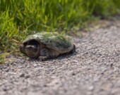 La recherche environnementale évolue et certaines mesures de protection autrefois acquises peuvent être remises en question.  